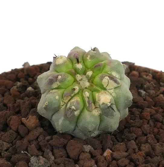 Copiapoa cinerea NUDA GREEN x hypogaea 2017