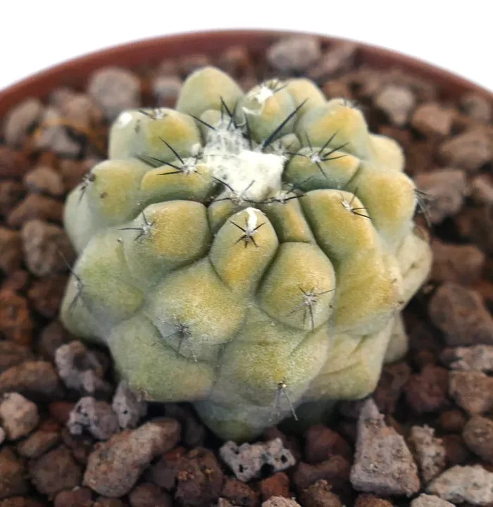 Copiapoa cinerea NUDA x Copiapoa hypogaea SLIGHTLY VARIEGATED