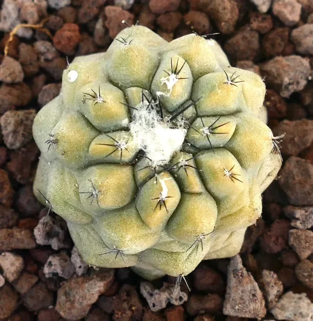 Copiapoa cinerea NUDA x Copiapoa hypogaea SLIGHTLY VARIEGATED - immagine 2