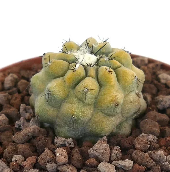 Copiapoa cinerea NUDA x Copiapoa hypogaea SLIGHTLY VARIEGATED - immagine 3