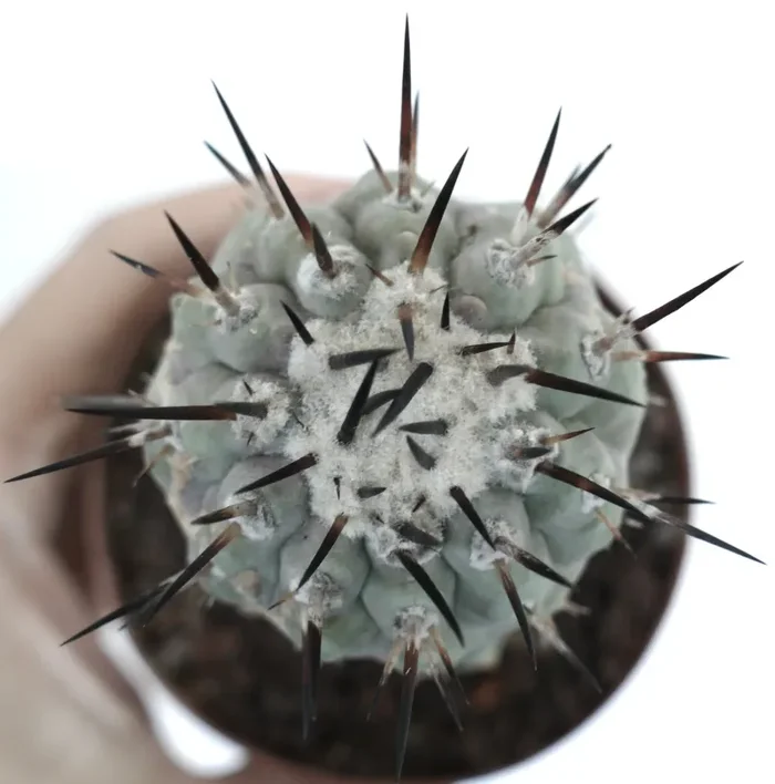 Copiapoa cinerea (TALTAL form) Fornitura