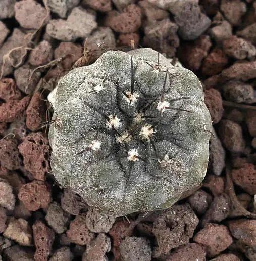 Copiapoa cinerea TALTAL XY2-L1 Vendita calda online