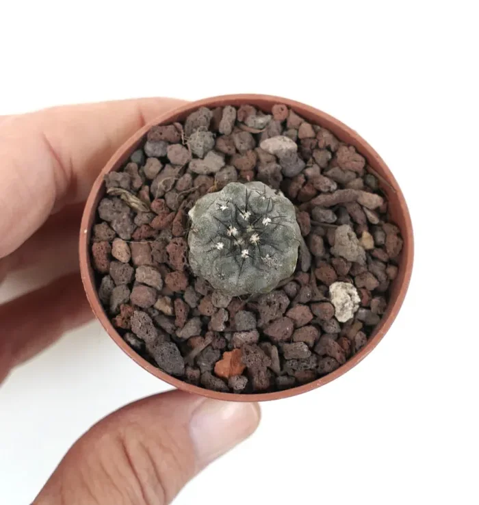 Copiapoa cinerea TALTAL XY2-L1 Vendita calda online - immagine 2