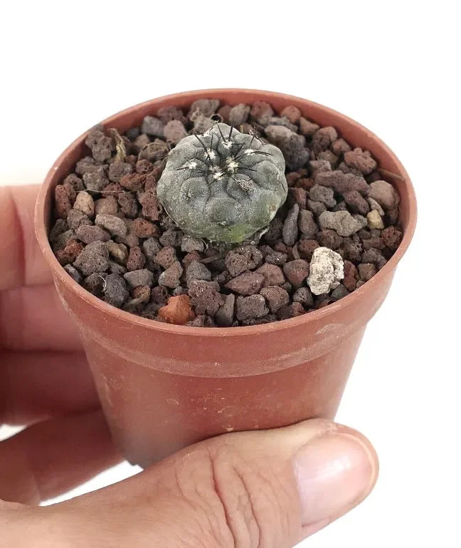 Copiapoa cinerea TALTAL XY2-L1 Vendita calda online - immagine 3
