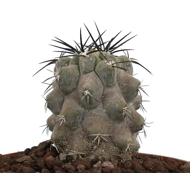 Copiapoa cinerea var. dealbata GRAY x cinerea TALTAL