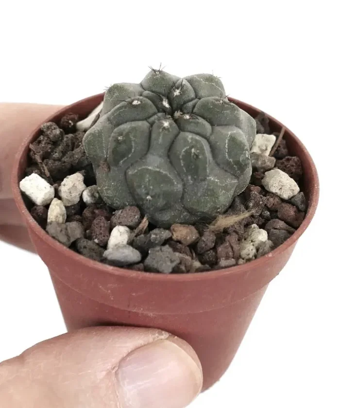 Copiapoa cinerea var. nudum X Copiapoa hypogaea