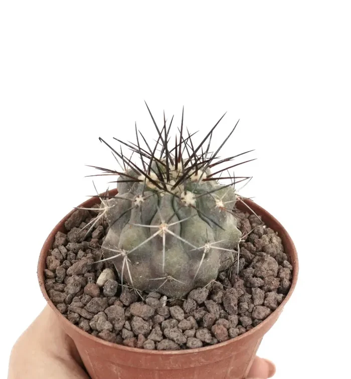Copiapoa cinerea VERY GRAY & LONG SPINES