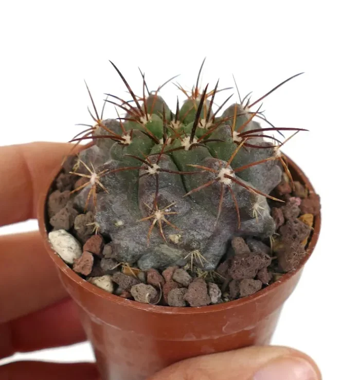 Copiapoa cinerea X andina JJ2 Fornitura