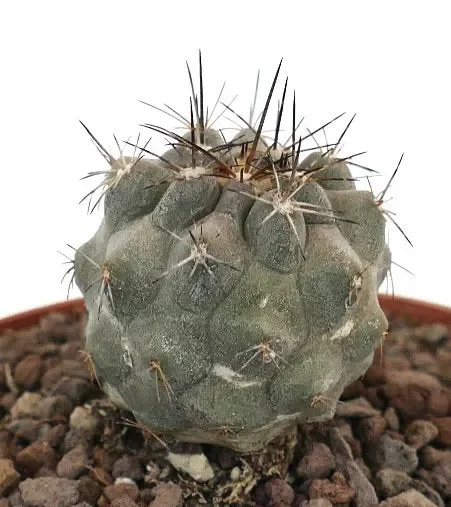 Copiapoa cinerea x atacamensis C124