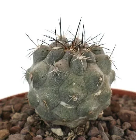 Copiapoa cinerea x atacamensis C124 - immagine 2