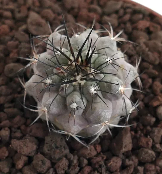 Copiapoa cinerea X atacamensis GREY BODY - immagine 2