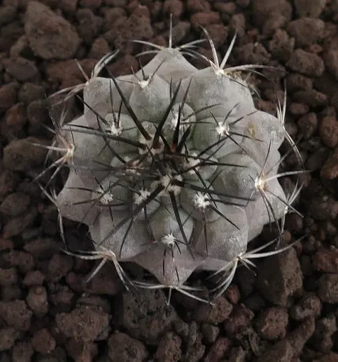 Copiapoa cinerea X atacamensis GREY BODY - immagine 3