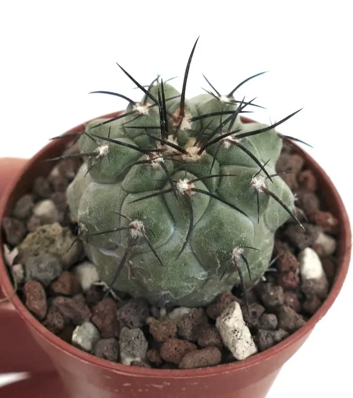 Copiapoa cinerea X atacamensis W7 - immagine 2