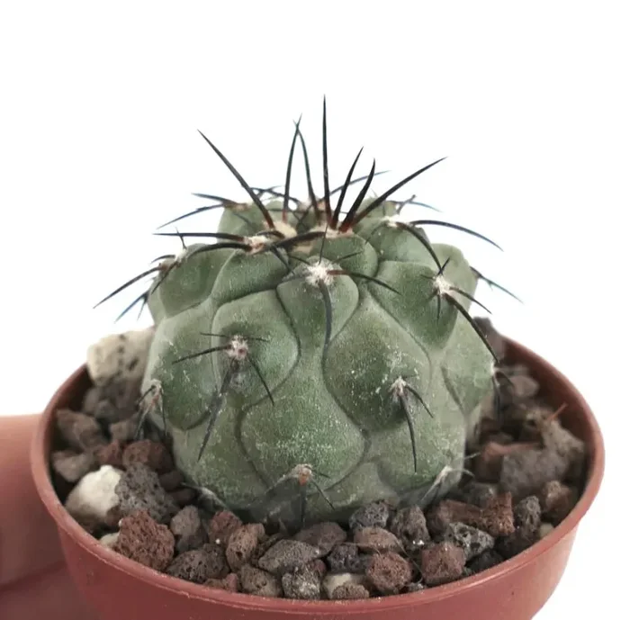 Copiapoa cinerea X atacamensis W7 - immagine 3