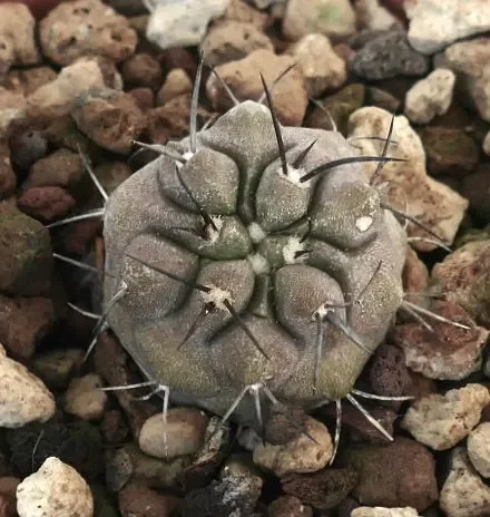 Copiapoa cinerea X Copiapoa carrizalensis
