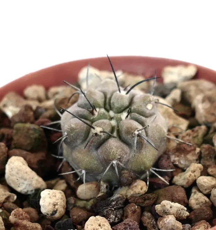 Copiapoa cinerea X Copiapoa carrizalensis - immagine 2
