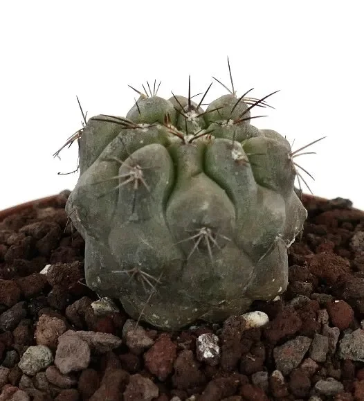 Copiapoa cinerea x copiapoa desertorum 2081