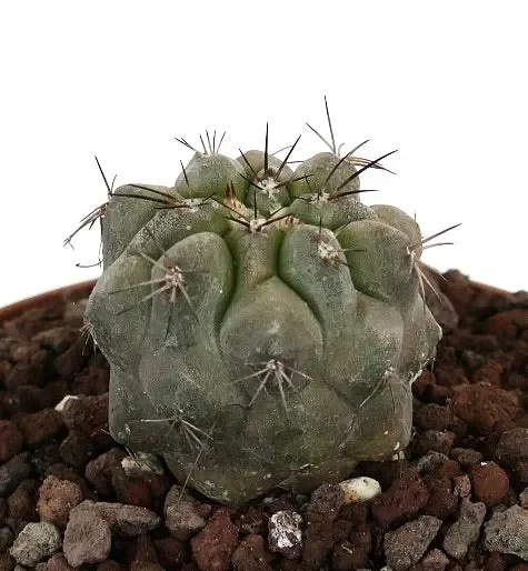 Copiapoa cinerea x copiapoa desertorum 2081 - immagine 2