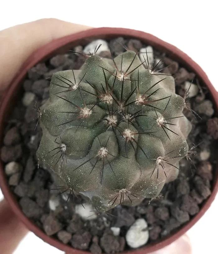 Copiapoa cinerea X Copiapoa desertorum HOS49 Vendita calda