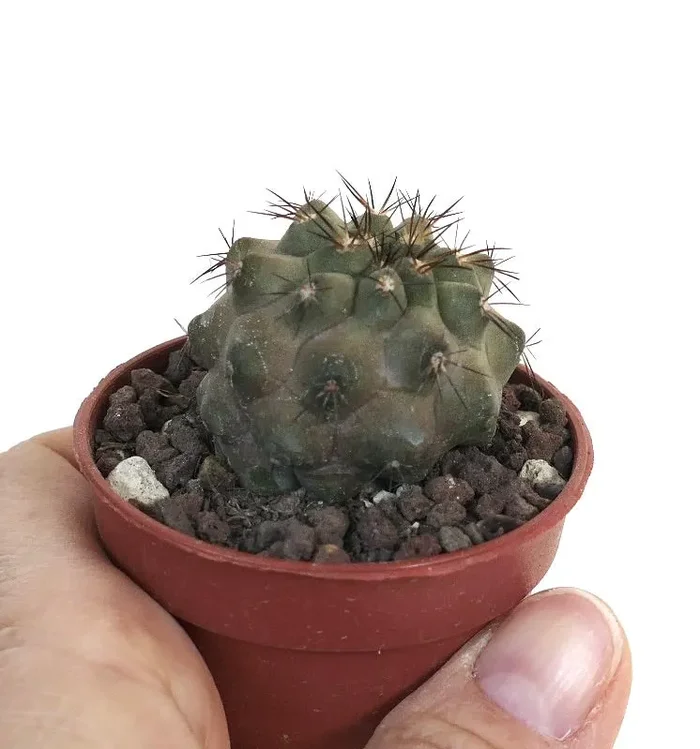 Copiapoa cinerea X Copiapoa desertorum HOS49 Vendita calda - immagine 2