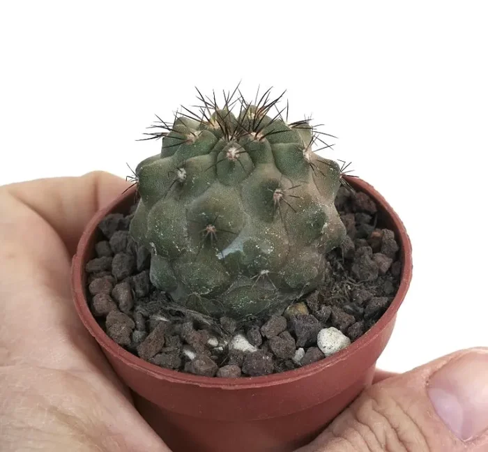 Copiapoa cinerea X Copiapoa desertorum HOS49 Vendita calda - immagine 3