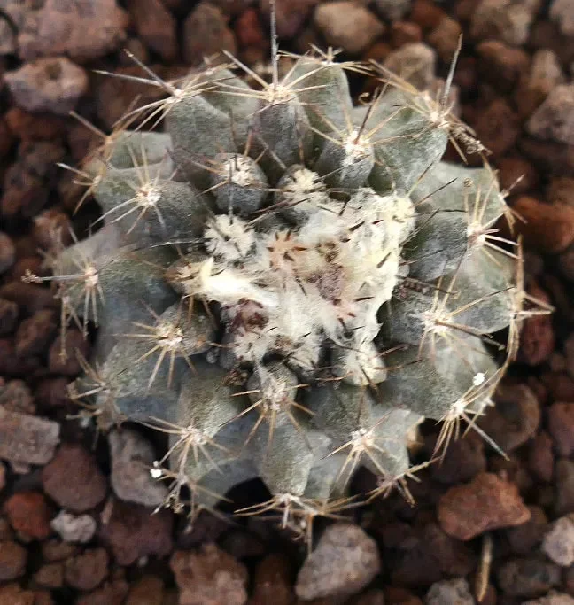Copiapoa cinerea X Copiapoa humilis (RARE HYBRID)