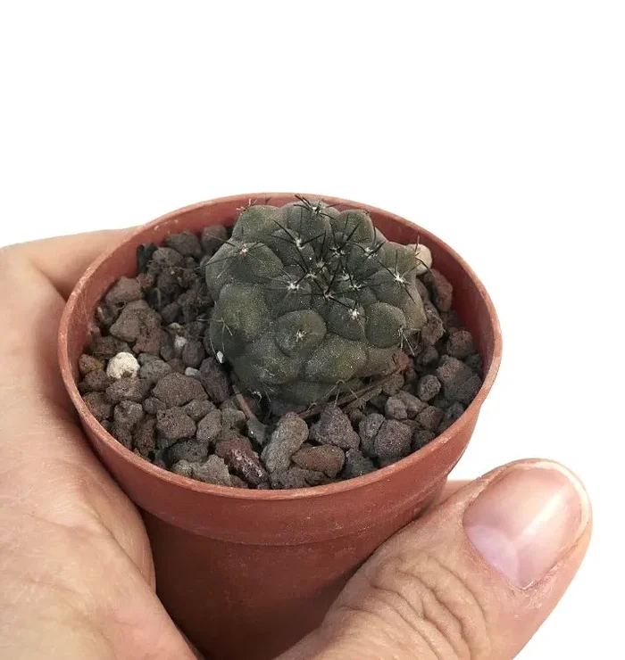Copiapoa cinerea X Copiapoa hypogaea