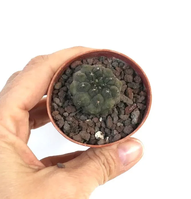 Copiapoa cinerea X Copiapoa hypogaea - immagine 2