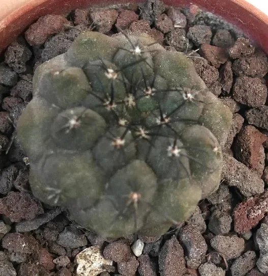 Copiapoa cinerea X Copiapoa hypogaea - immagine 3