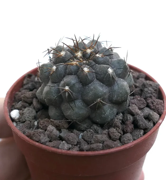 Copiapoa cinerea X Copiapoa serpentisulcata WE334 - immagine 2