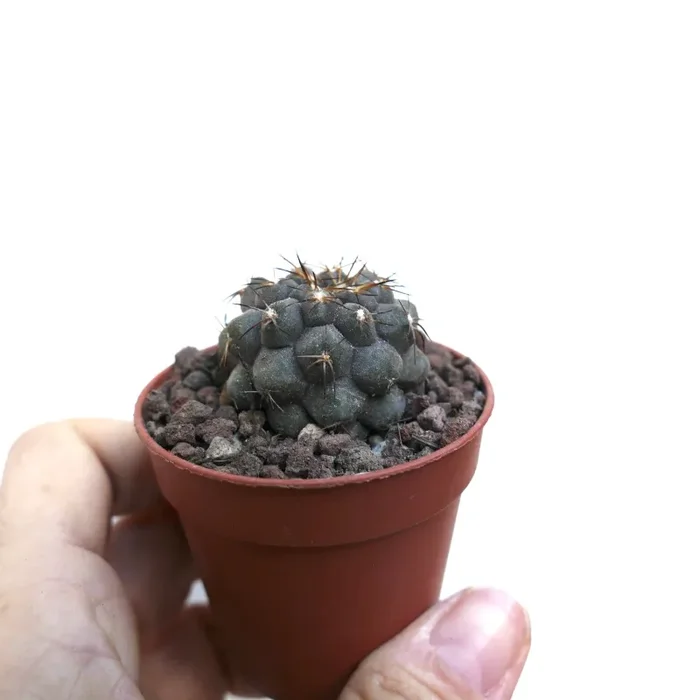 Copiapoa cinerea X Copiapoa serpentisulcata WE334 - immagine 3