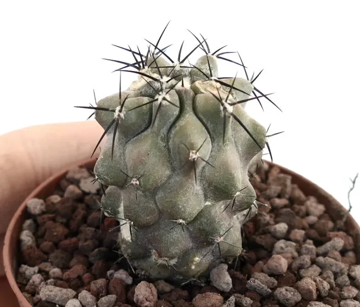 Copiapoa cinerea x dealbata
