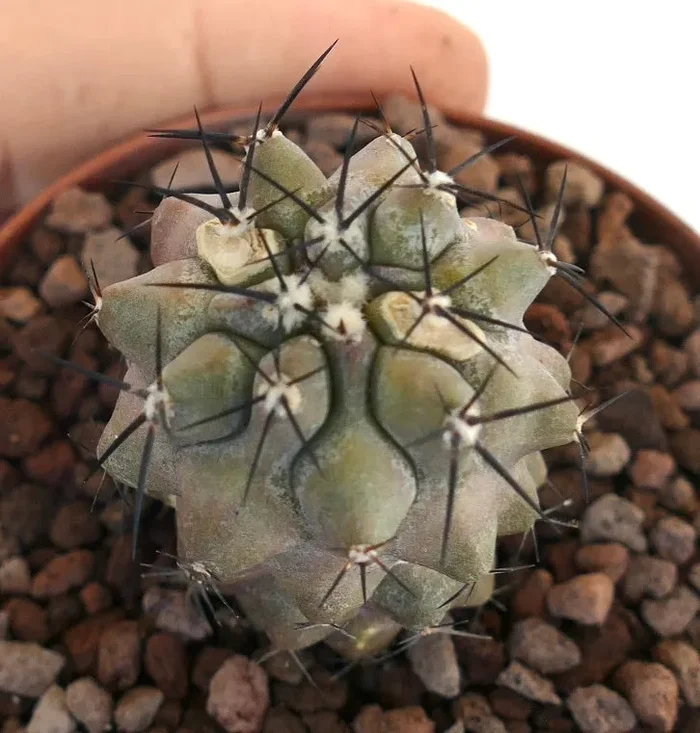 Copiapoa cinerea x dealbata - immagine 2