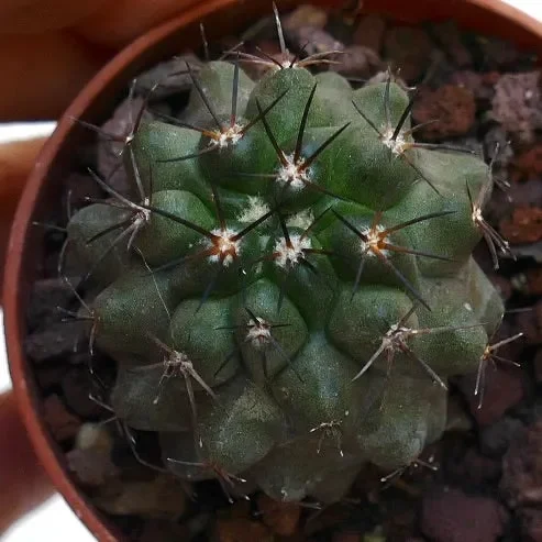 Copiapoa cinerea X desertorum AT6