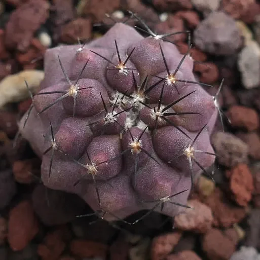 Copiapoa cinerea X griseoviolacea C397