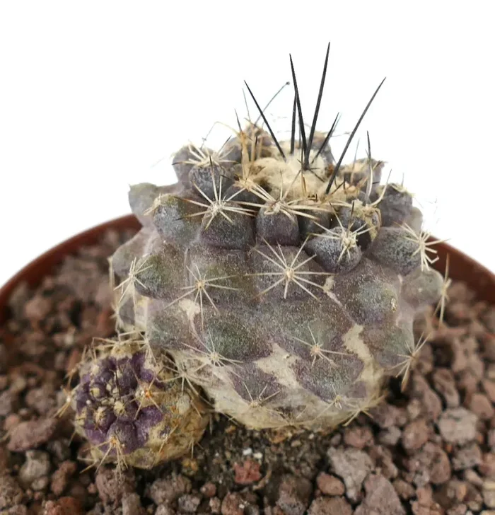 Copiapoa cinerea x humilis GRAY PINK