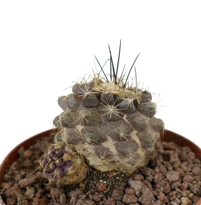 Copiapoa cinerea x humilis GRAY PINK - immagine 2