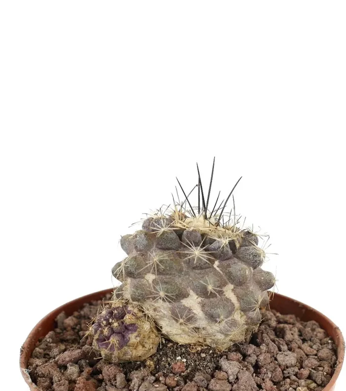 Copiapoa cinerea x humilis GRAY PINK - immagine 3