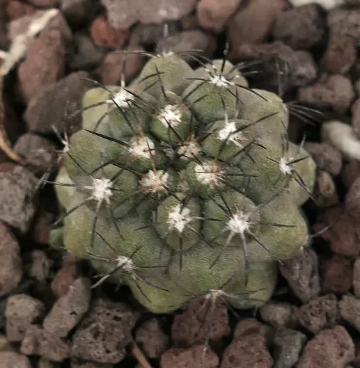 Copiapoa cinerea X humilis
