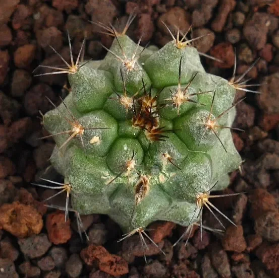Copiapoa cinerea X serpentisulcata GREEN