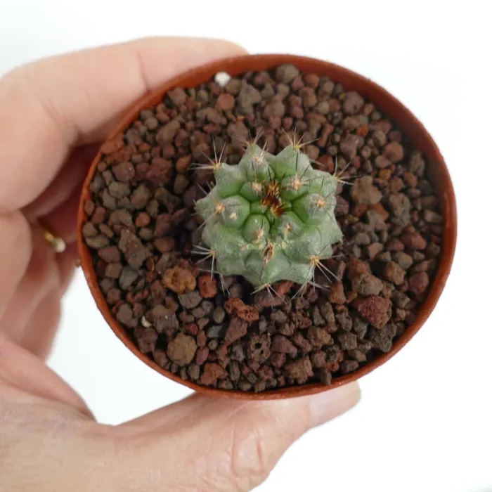 Copiapoa cinerea X serpentisulcata GREEN - immagine 2