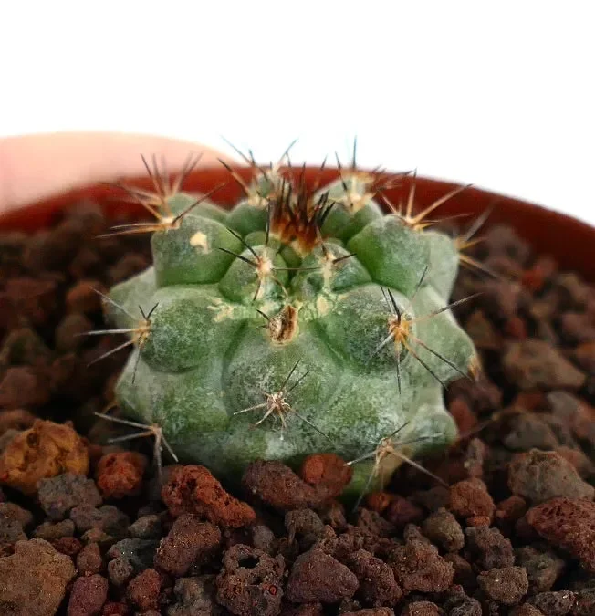 Copiapoa cinerea X serpentisulcata GREEN - immagine 3