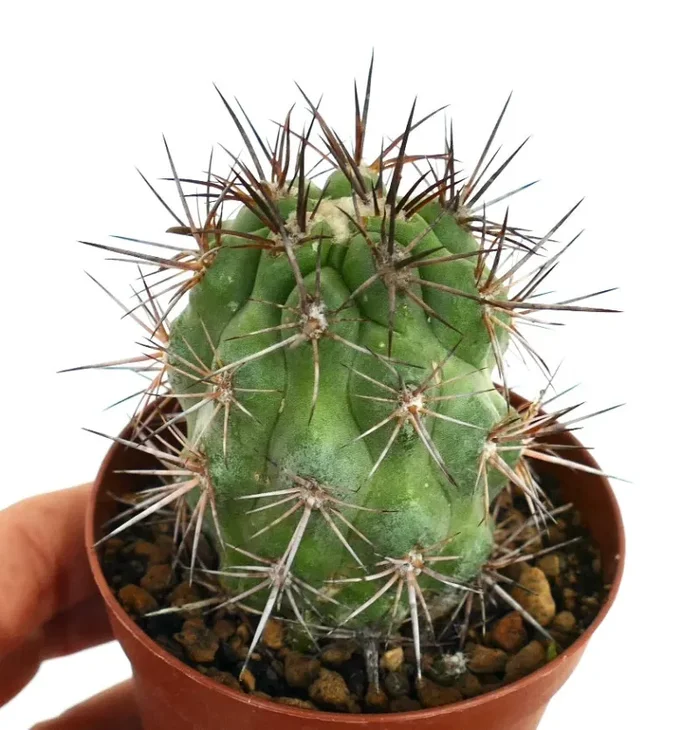 Copiapoa cinerea X solaris