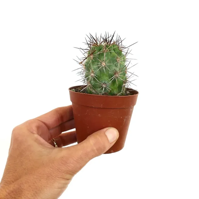 Copiapoa cinerea X solaris - immagine 2