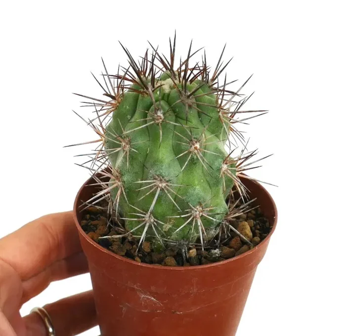 Copiapoa cinerea X solaris - immagine 3