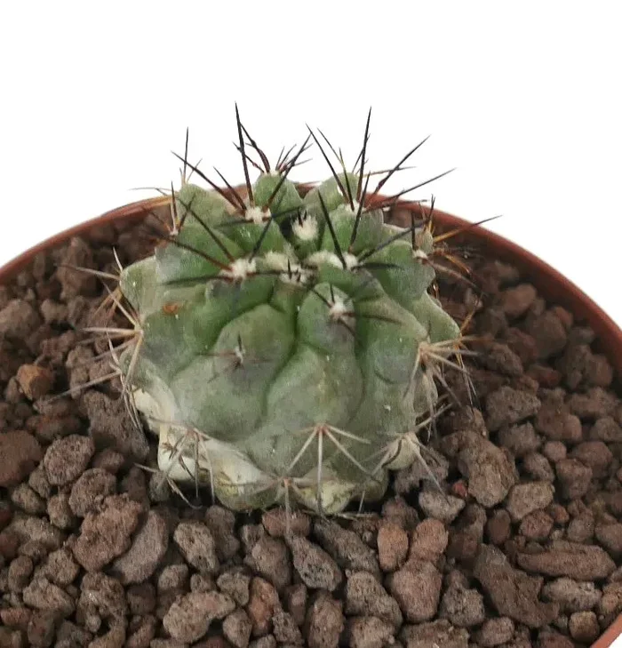 Copiapoa columna-alba x atacamensis (VERY RARE) Online ora