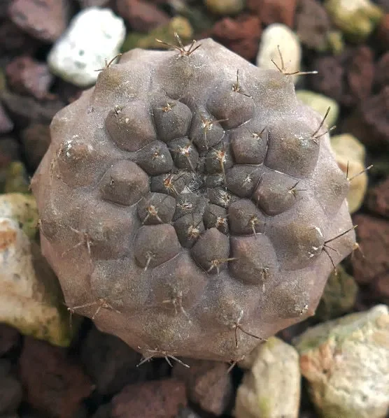 Copiapoa columna-alba X cinerea form nuda 3HD Online ora