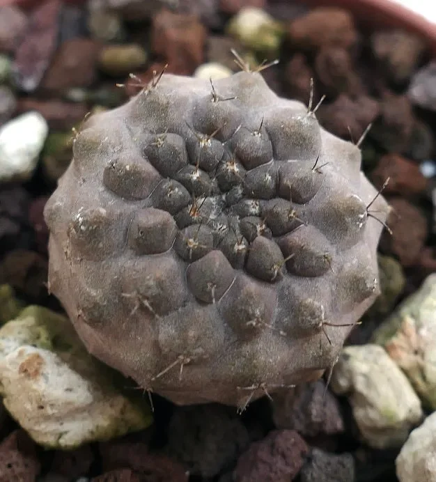 Copiapoa columna-alba X cinerea form nuda 3HD Online ora - immagine 2