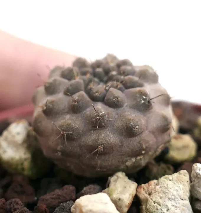 Copiapoa columna-alba X cinerea form nuda 3HD Online ora - immagine 3