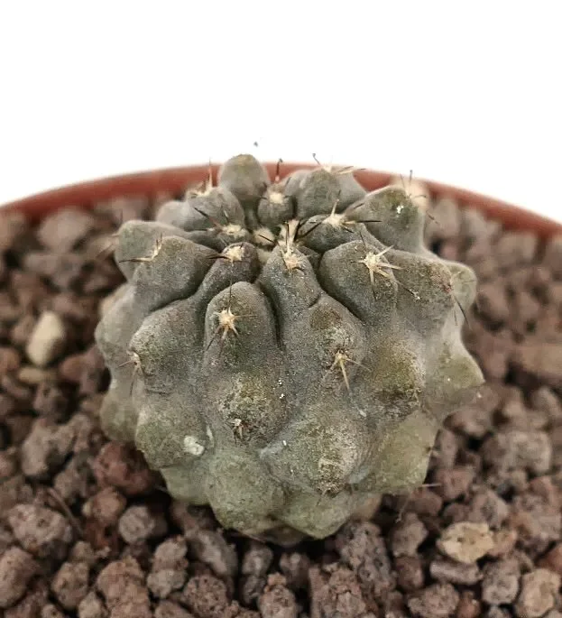 Copiapoa columna-alba x cinerea var. albispina Moda